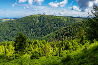 Schont den Waldbestand